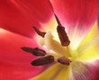 Tulpe