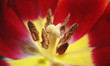 Tulpenblüte in rot