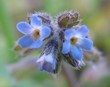 petite fleur bleue petite fleur bleue