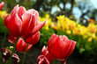 Eden Project Tulips