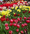 Spring Tulips