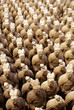 Army