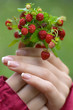 Juicy strawberries in a hand