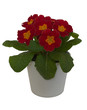 Primula red in the pot  isolated on white background