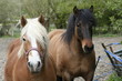 Chevaux