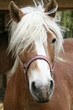 Portrait d'équidé