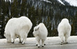 147 Young Mountain Goat with Nanny