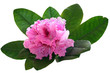 Pink rhododendron on a white background