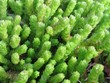 petite plantes vertes petite plantes vertes