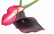 Bouquet d'Arums