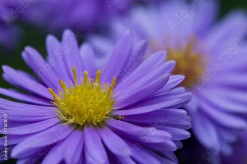 blaues Blümchen