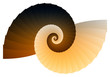 Abstract Shell