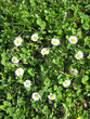 gänseblümchen