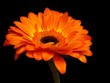Fleur Orange