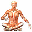 Male Human Body Anatomy
