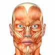 Male Human Body Anatomy - Face Male Human Body Anatomy - Face