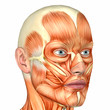Male Human Body Anatomy - Face Male Human Body Anatomy - Face