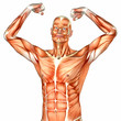 Male Human Body Anatomy - Upper part