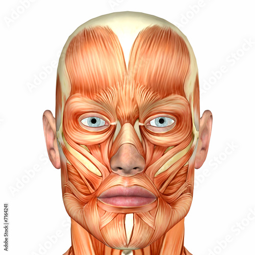human body anatomy. Male Human Body Anatomy - Face