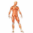 Male Human Body Anatomy Male Human Body Anatomy