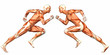 Male Human Body Anatomy Male Human Body Anatomy