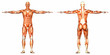 Male Human Body Anatomy - back and front