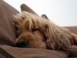 Photo: schlafen schlafen