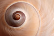 Cockleshell
