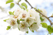 White cherry blossoms on a branch White cherry blossoms on a branch