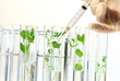 Syringe Injects liquid in Test Tubes