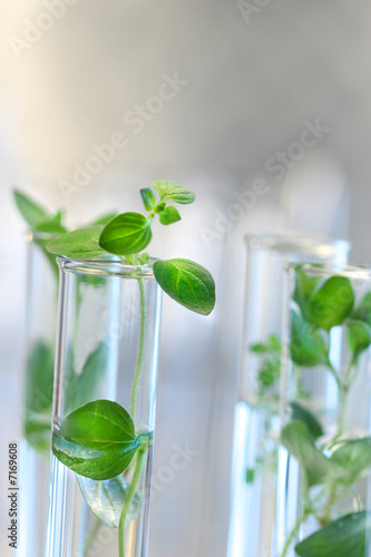 Test Tubes with small plants