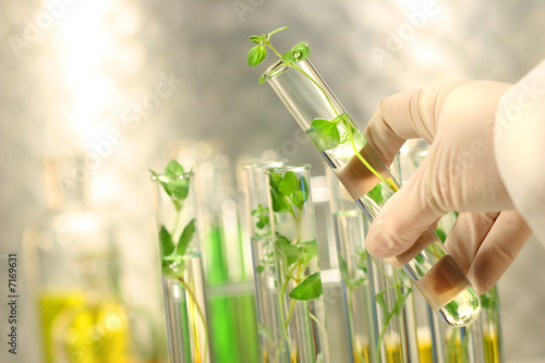 Small plants in test tubes