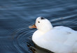 White duck swimming in Water