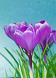Crocus Vernus blooming against a blue sky