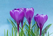 Crocus Vernus blooming against a blue sky