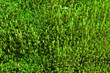 Green moss Green moss