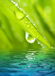 Morning dew on a green grass reflected in rendered water