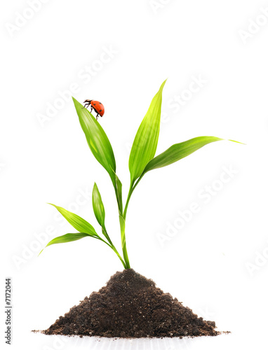 Young plant and a small ladybug sitting on it's leaf