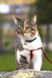 cat portrait