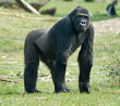 male gorilla