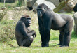 male gorilla
