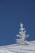 sapin givré