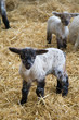 Little lamb