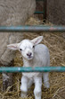 Little lamb