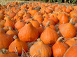 tas de citrouilles 