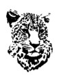 Leopard portrait grafic
