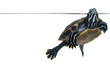 tortoise