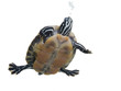tortoise