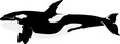 orca killer whale