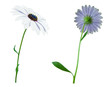 Foto: Marigold. Two different views to be used as design elements. Marigold. Two different views to be used as design elements.